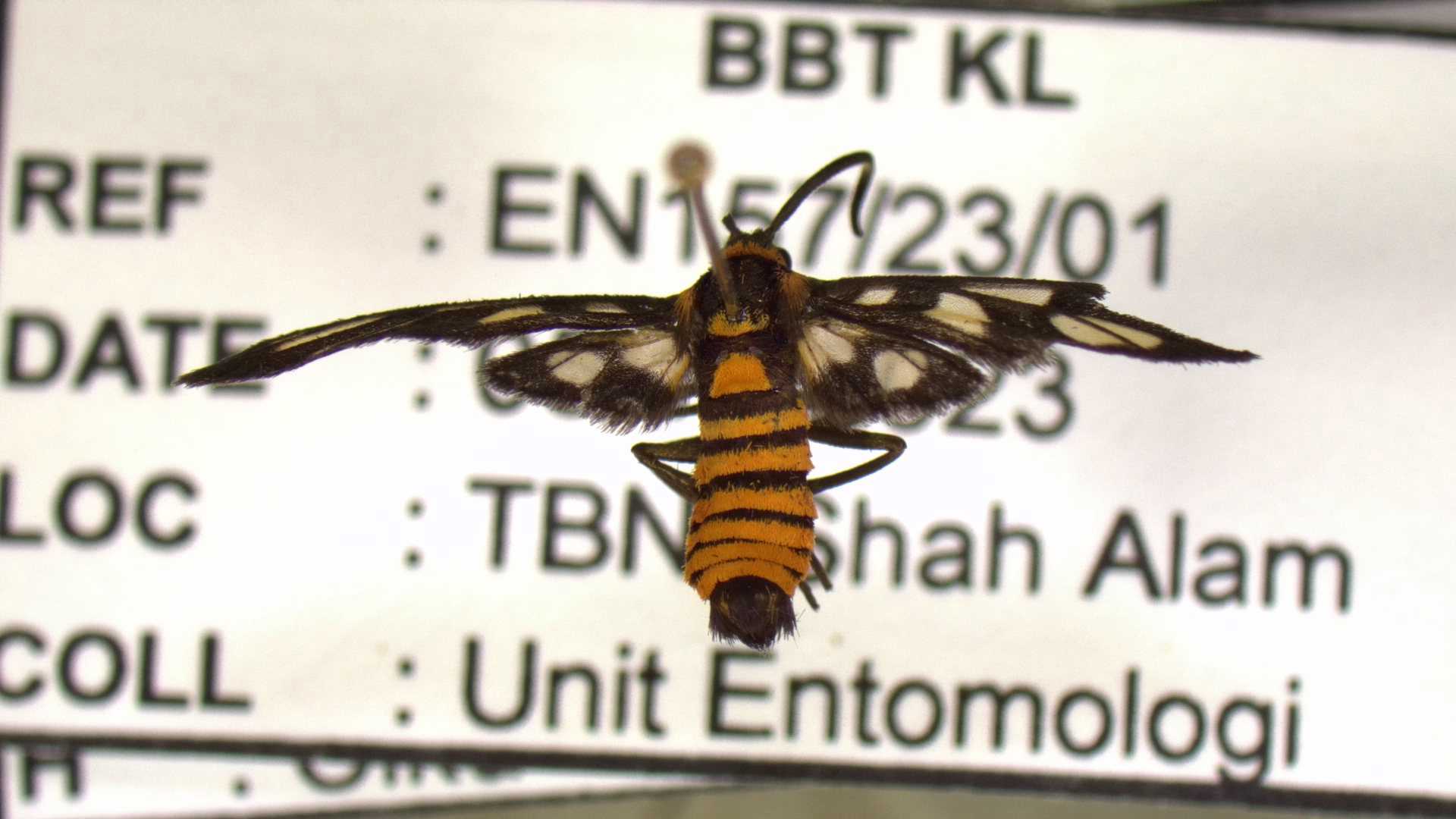 Specimen
