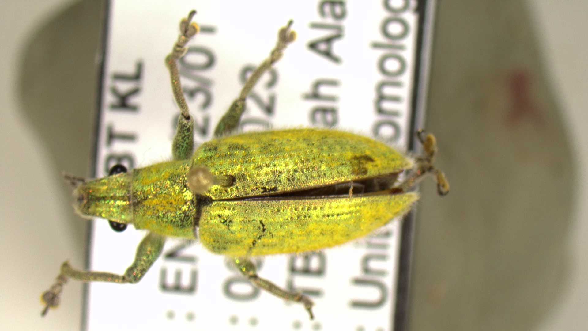 Specimen