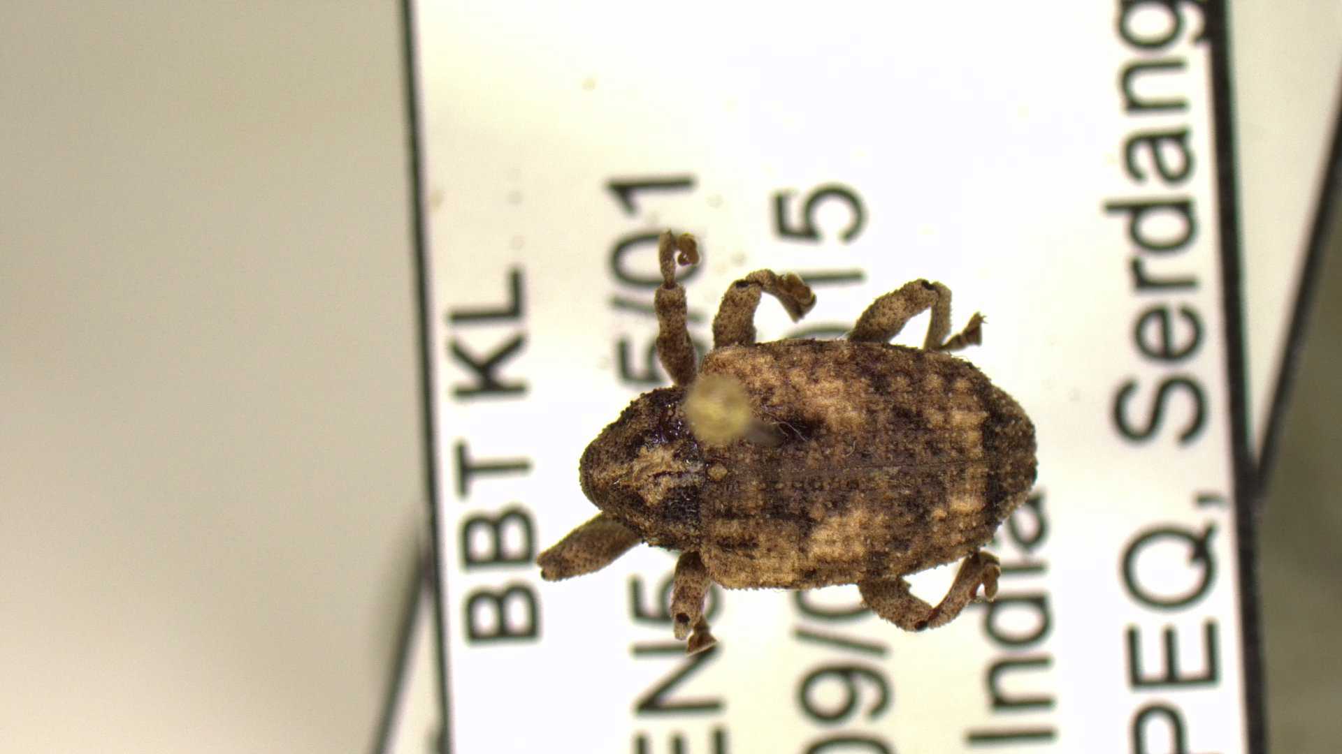 Specimen