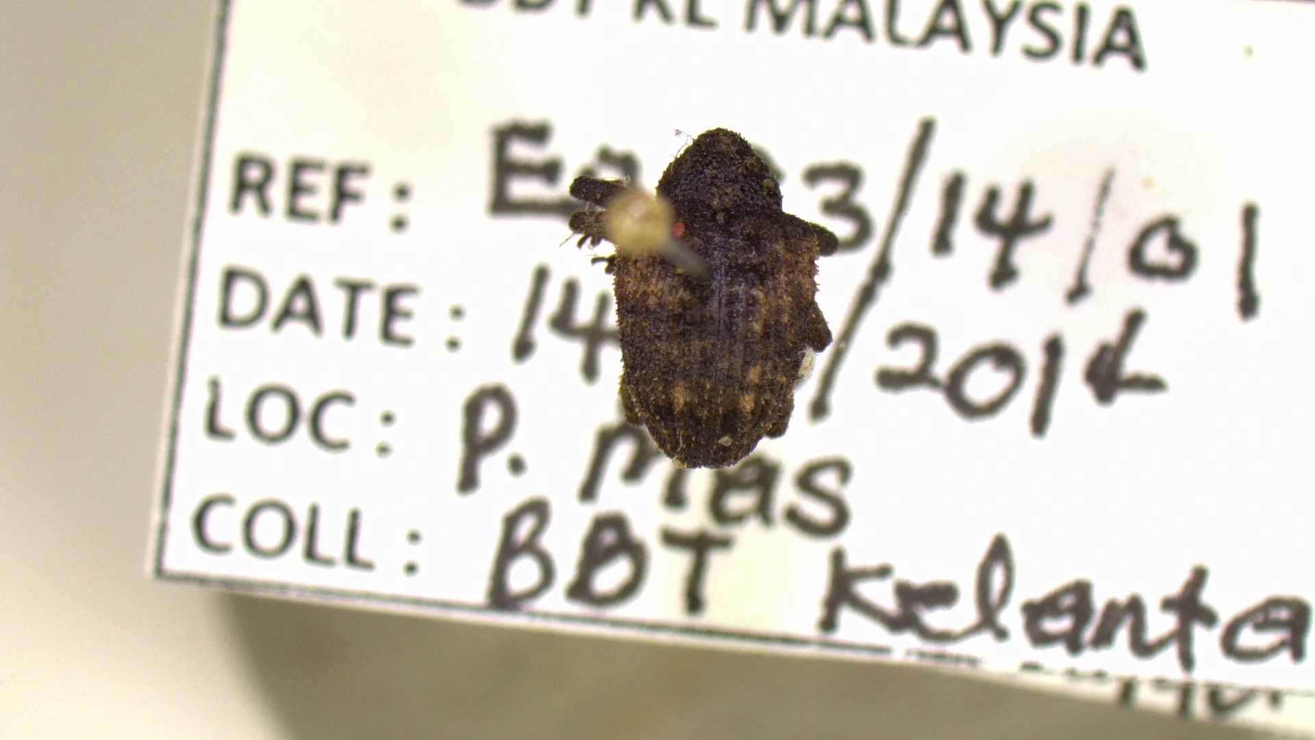 Specimen