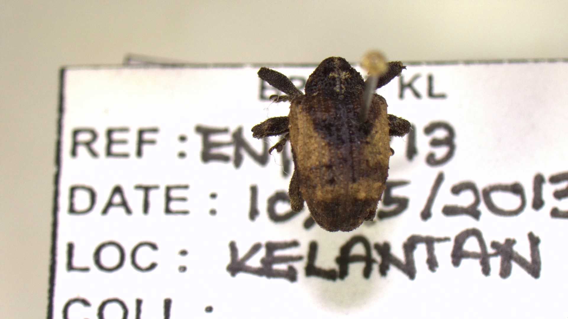 Specimen